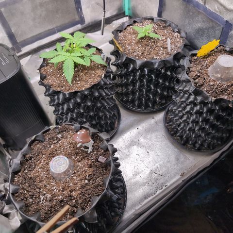 Agnes - Afgooey, (The Seed Fair), 28%, 30/70, (71d/74d/7-9w)459w/88g growlog timeline photo