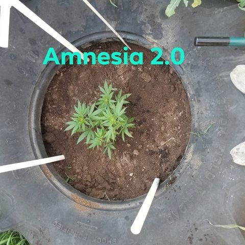Amnesia 2.0 growlog photo: Transplant to Tire