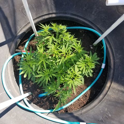 Amnesia 2.0 growlog timeline photo
