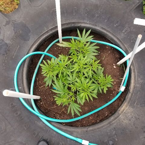 Amnesia 2.0 growlog timeline photo