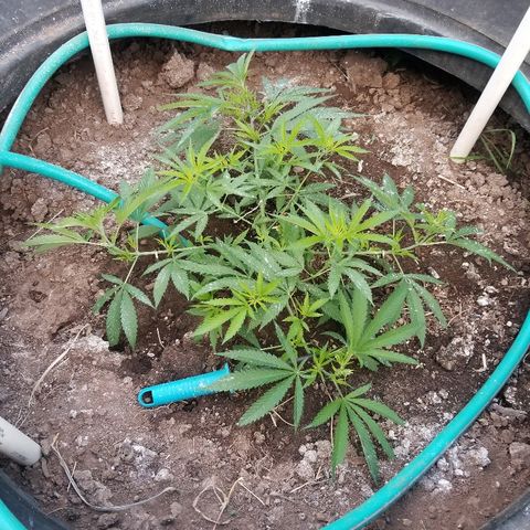 Amnesia 2.0 growlog timeline photo