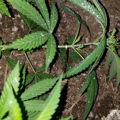 Amnesia 2.0 growlog photo: LST