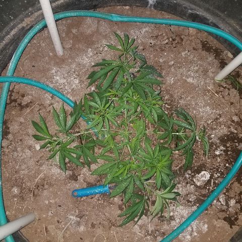 Amnesia 2.0 growlog photo: LST