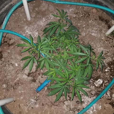 Amnesia 2.0 growlog photo: LST