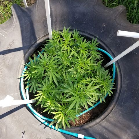 Amnesia 2.0 growlog timeline photo