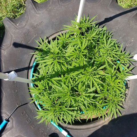 Amnesia 2.0 growlog timeline photo