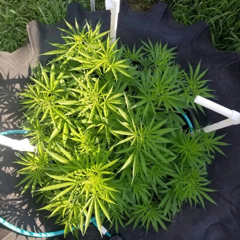 Amnesia 2.0 growlog timeline photo
