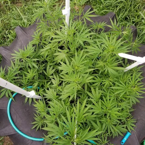 Amnesia 2.0 growlog timeline photo