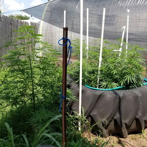 Amnesia 2.0 growlog timeline photo
