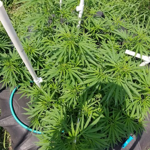Amnesia 2.0 growlog timeline photo