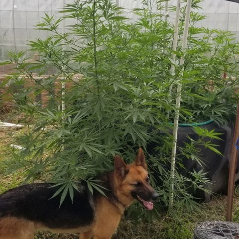 Amnesia 2.0 growlog timeline photo
