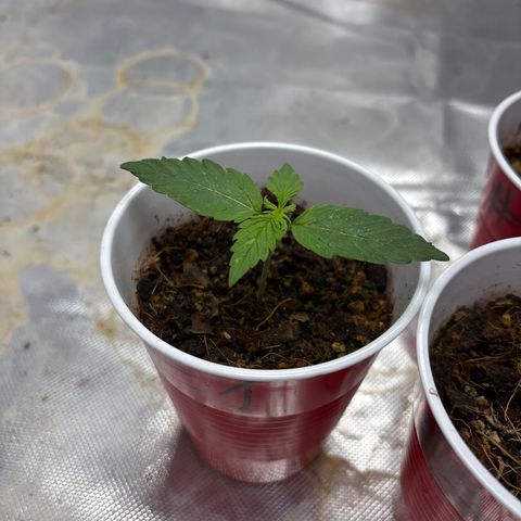 A. Northern Lights growlog timeline photo