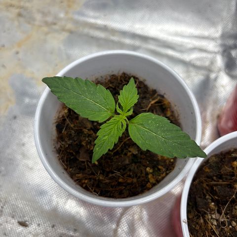 A. Northern Lights growlog timeline photo