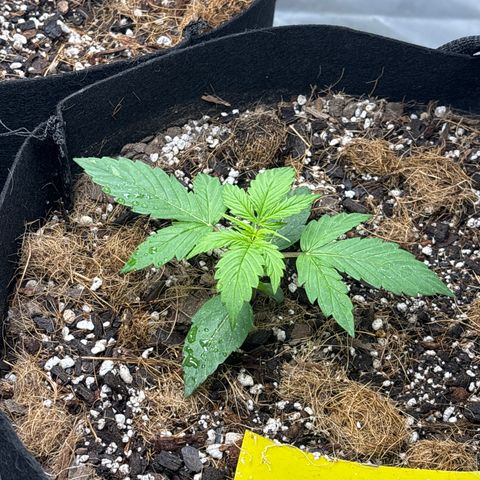 A. Northern Lights growlog timeline photo
