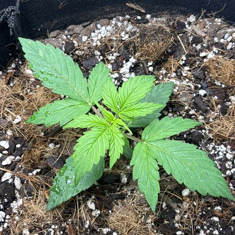 A. Northern Lights growlog timeline photo