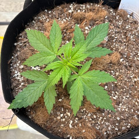 A. Northern Lights growlog timeline photo