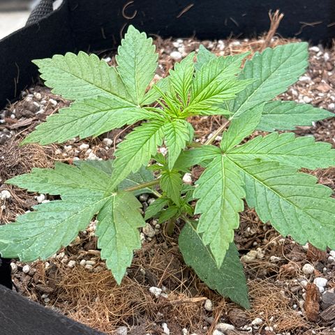 A. Northern Lights growlog timeline photo