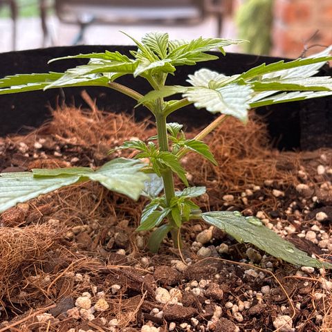A. Northern Lights growlog timeline photo
