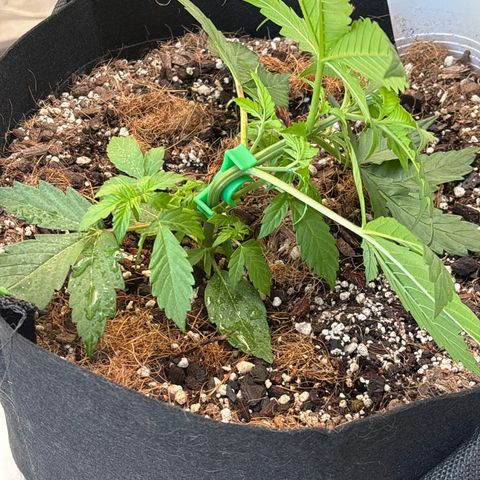 A. Northern Lights growlog timeline photo