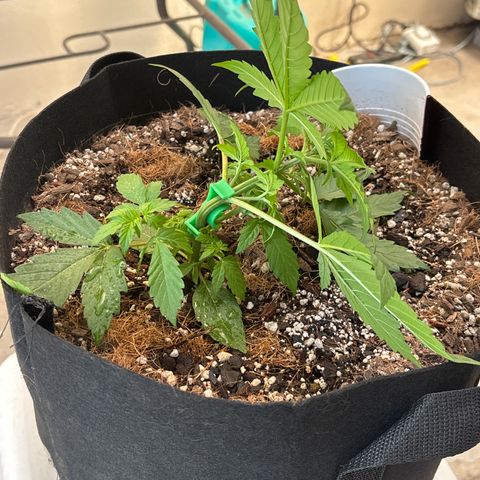 A. Northern Lights growlog timeline photo