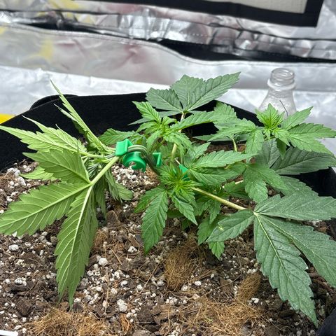 A. Northern Lights growlog timeline photo