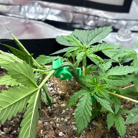 A. Northern Lights growlog timeline photo