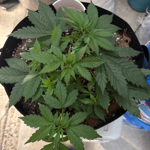 A. Northern Lights growlog timeline photo