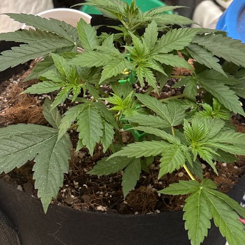 A. Northern Lights growlog timeline photo