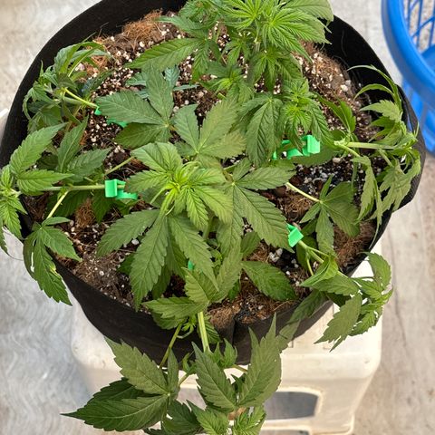 A. Northern Lights growlog timeline photo