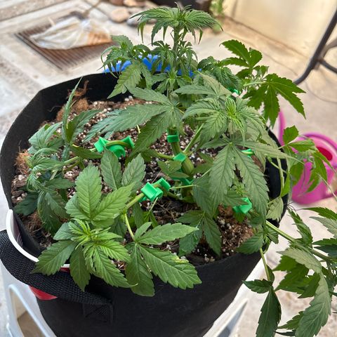 A. Northern Lights growlog timeline photo
