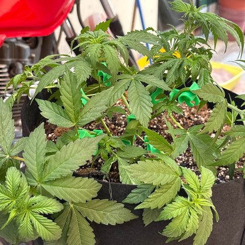 A. Northern Lights growlog timeline photo