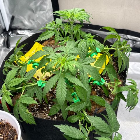 A. Northern Lights growlog timeline photo