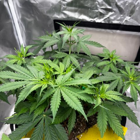 A. Northern Lights growlog timeline photo