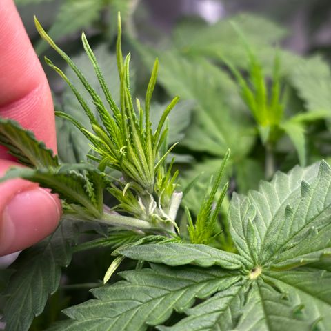 A. Northern Lights growlog timeline photo