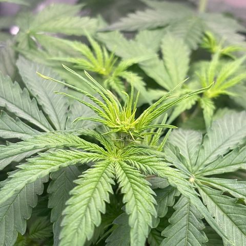 A. Northern Lights growlog timeline photo