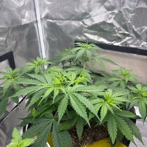 A. Northern Lights growlog timeline photo