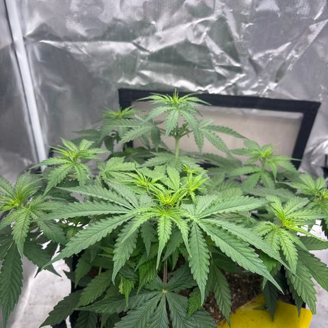 A. Northern Lights growlog timeline photo