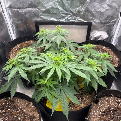 A. Northern Lights growlog timeline photo