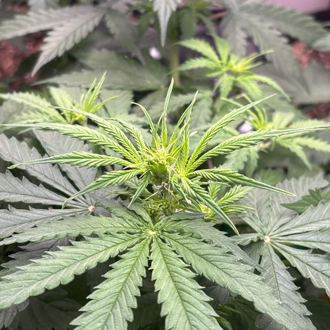 A. Northern Lights growlog timeline photo