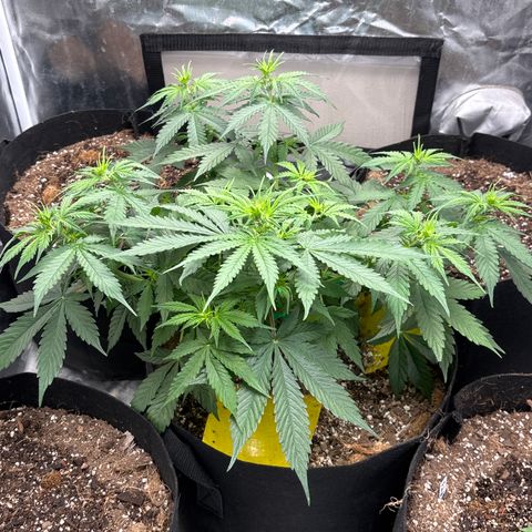 A. Northern Lights growlog timeline photo