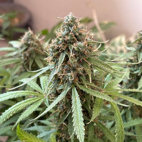 A. Northern Lights growlog timeline photo