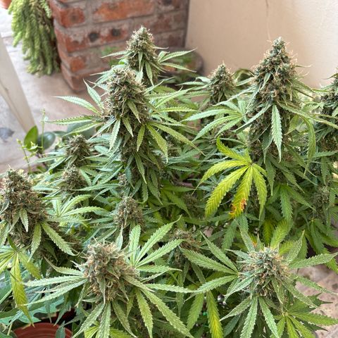 A. Northern Lights growlog timeline photo