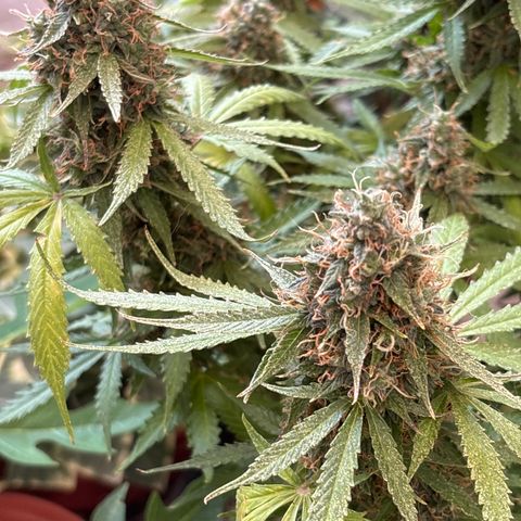 A. Northern Lights growlog timeline photo