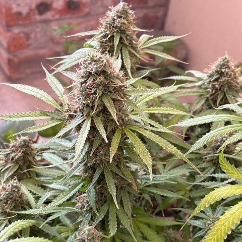 A. Northern Lights growlog timeline photo