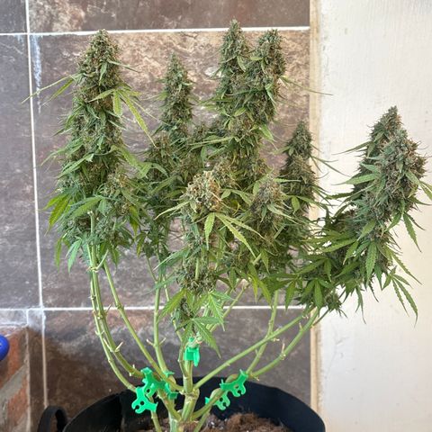 A. Northern Lights growlog timeline photo