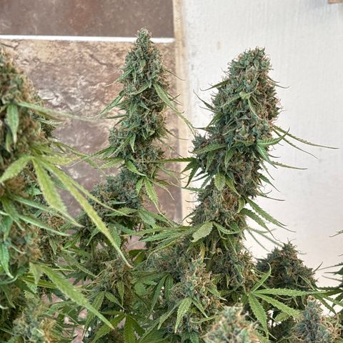 A. Northern Lights growlog timeline photo