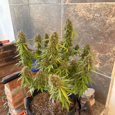 A. Northern Lights growlog timeline photo