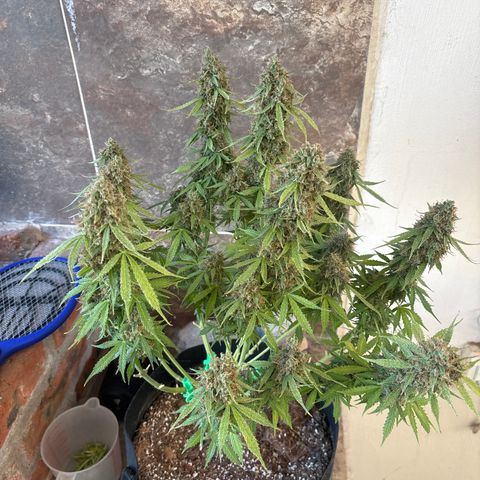 A. Northern Lights growlog timeline photo
