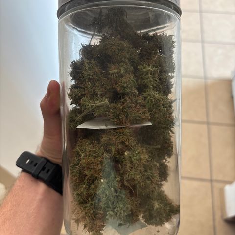A. Northern Lights growlog photo: Total 38 GR 