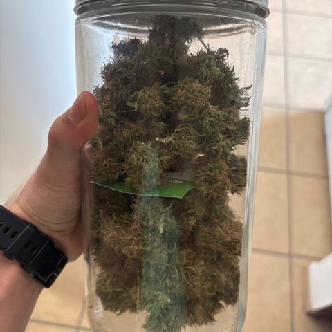 A. Northern Lights growlog photo: Total 38 GR 